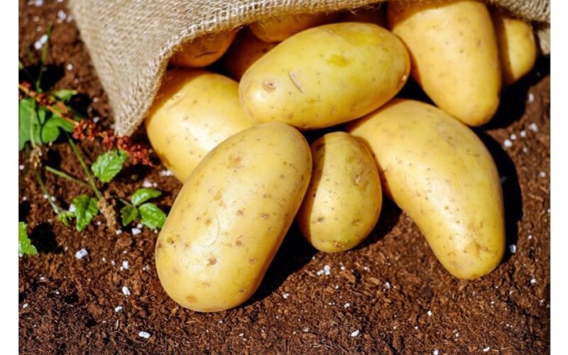 kaimynai užaugina milžiniškas bulves