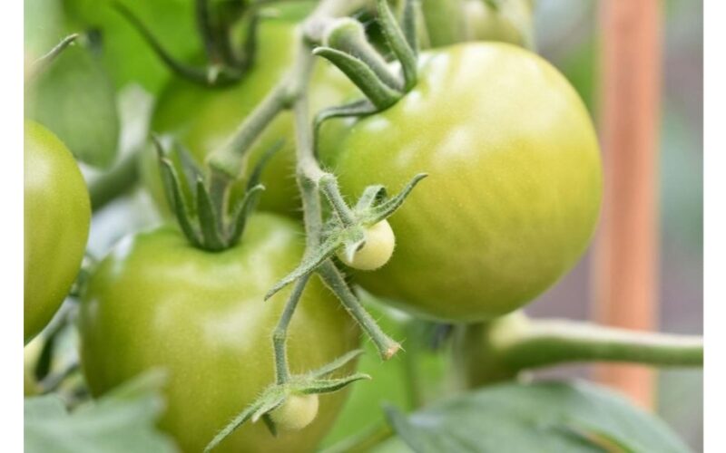 kaimynai laisto pomidorus naktį