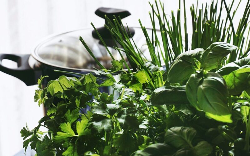 dilgėlės ir petražolių auginimas