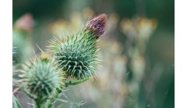 dilgėlių ašaros pavasario plaukų eliksyras