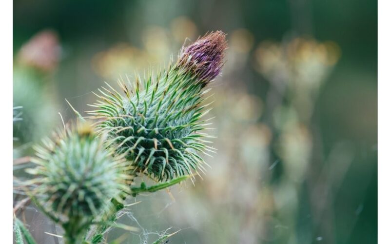 dilgėlių ašaros pavasario plaukų eliksyras