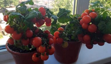 ne kieme auginti pomidorus