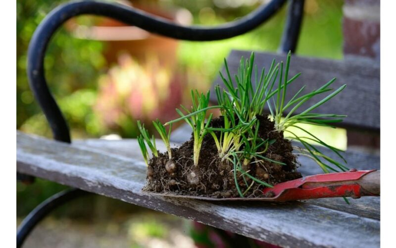 jokio sniego kasimo rankomis