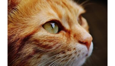 ne pyktis, o atsiprašymas signalai