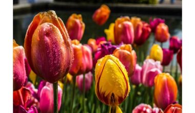 nepakanka vien tik laistymo