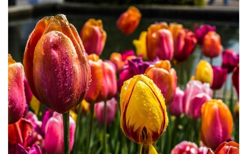 nepakanka vien tik laistymo