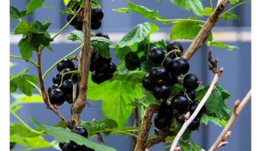 ne trąšos kontraproduktyvūs gydymai