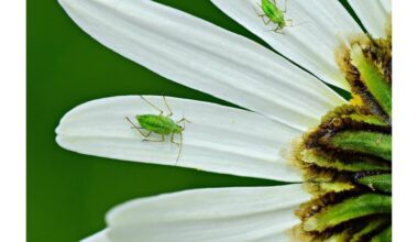 senovinis būdas kovoti su amarais