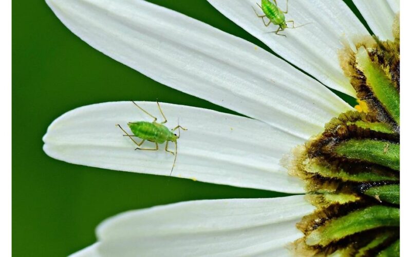 senovinis būdas kovoti su amarais