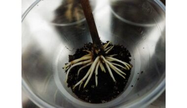 vieną dieną šokiruojantis šaknų augimas