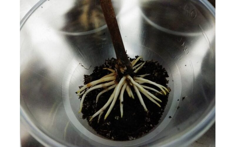 vieną dieną šokiruojantis šaknų augimas