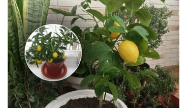 vienas granulė atgaivino citrusinį