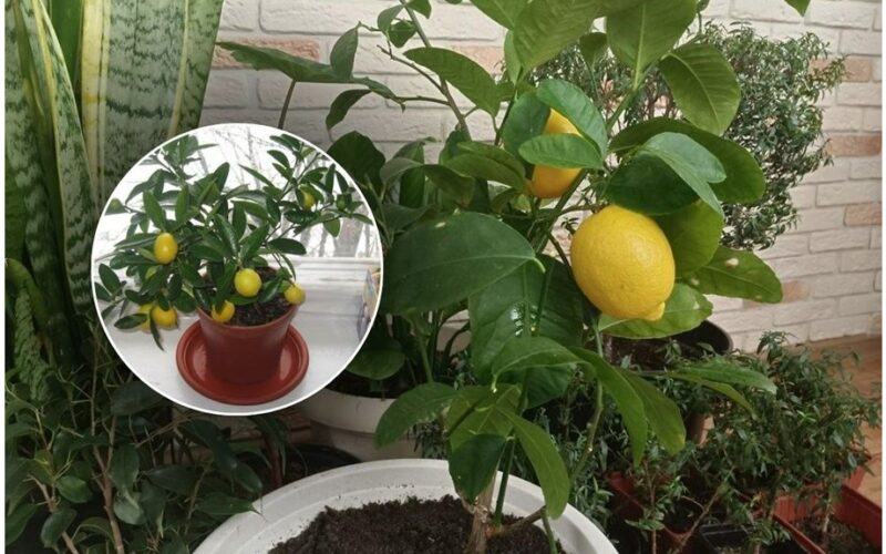 vienas granulė atgaivino citrusinį