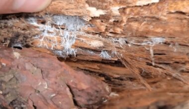 vienas metodas apsaugo nuo grybinių ligų