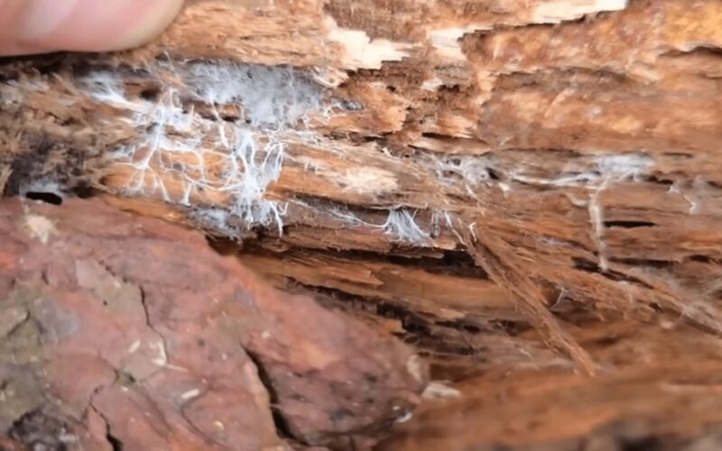 vienas metodas apsaugo nuo grybinių ligų