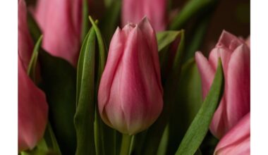 vienas valgomasis šaukštas vandenyje