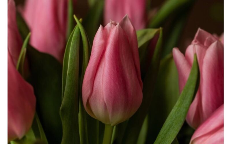 vienas valgomasis šaukštas vandenyje