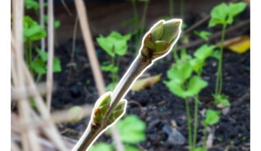 vienas šaukštas vienam litrui