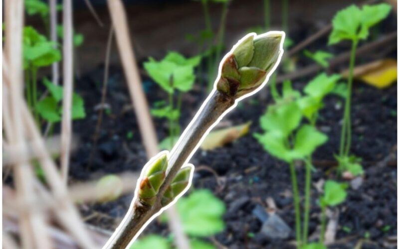 vienas šaukštas vienam litrui