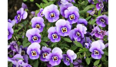 orkidėja panaši į violetines nykstančias žiedus