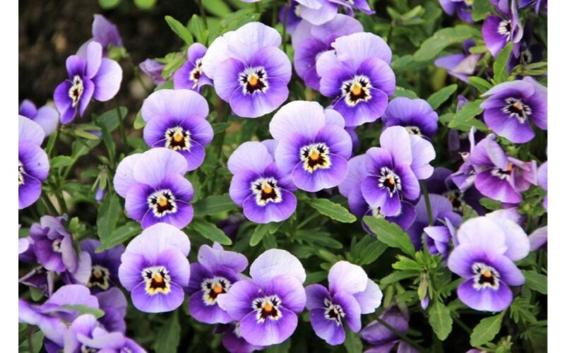 orkidėja panaši į violetines nykstančias žiedus