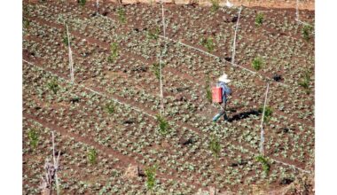 užgožtas cukinijų gausa