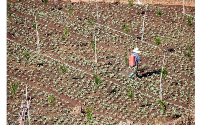 užgožtas cukinijų gausa