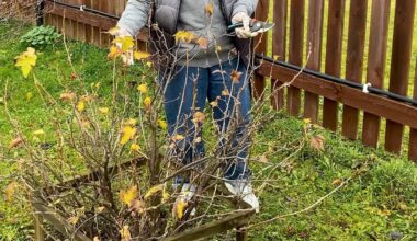 žirnio dydžio uogos keturios šakos