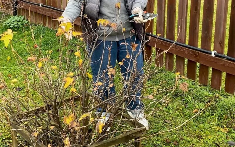 žirnio dydžio uogos keturios šakos