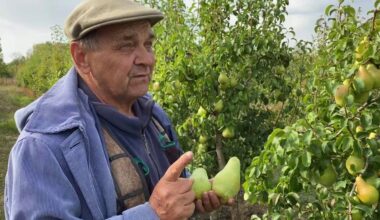 kriaušės tręšimas dėl sultingų vaisių