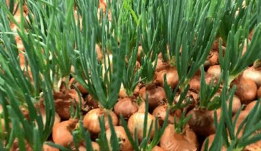 nulupkite svogūną prieš sodinant