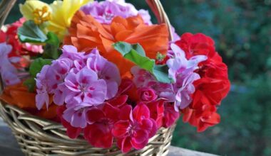 pelargonijų šaknų užaugimas su samanomis