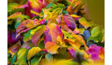 persų geležmedis ir koralmedis