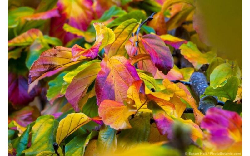 persų geležmedis ir koralmedis