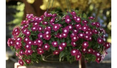 petunija panaši kompaktiška žydinti varžovė