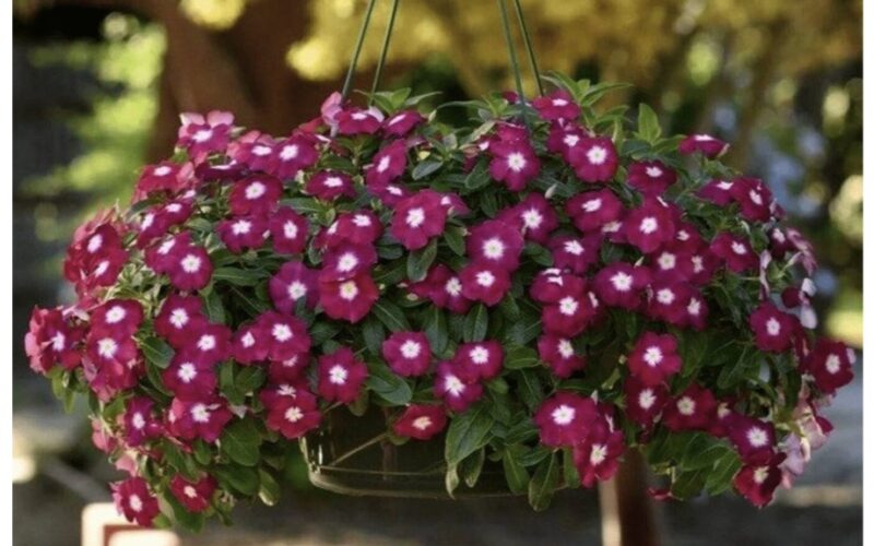 petunija panaši kompaktiška žydinti varžovė