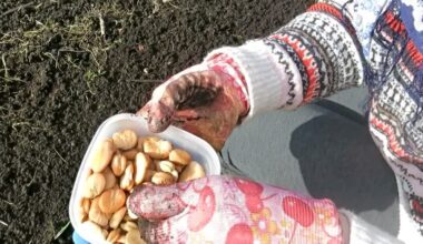 pasodinti septynias daržovių sėklas