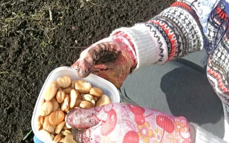 pasodinti septynias daržovių sėklas