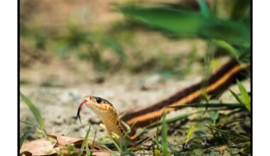 pasodinkite šiuos pavasarinius gyvačių atbaidytuvus