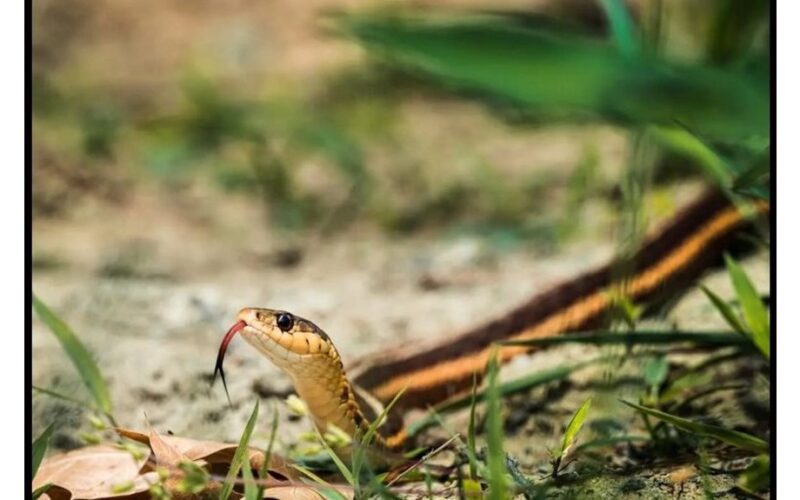pasodinkite šiuos pavasarinius gyvačių atbaidytuvus