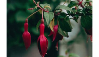 pasodino keturias gėles į šiaurę