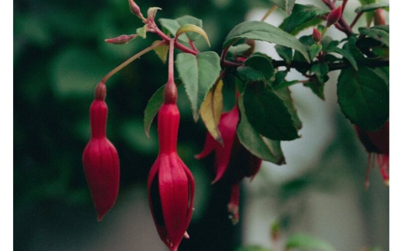 pasodino keturias gėles į šiaurę