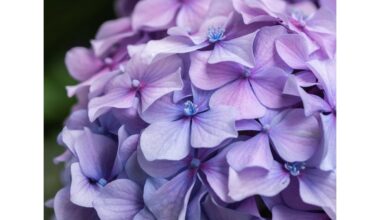 pasodinau saują hortenzijų eksplodavo