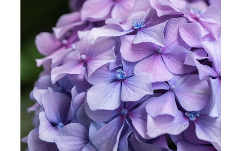 pasodinau saują hortenzijų eksplodavo