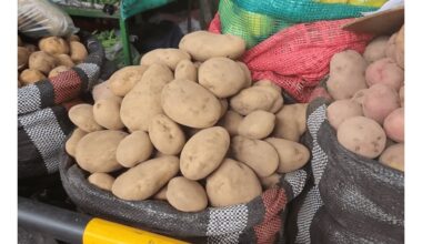 pasodino šešis bulvių daigus 30 trumpas