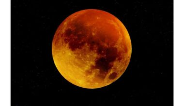 sodinimo diena mėnuo prieš Velykas