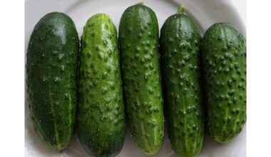 augalai pasodinti tik lietui lyjant