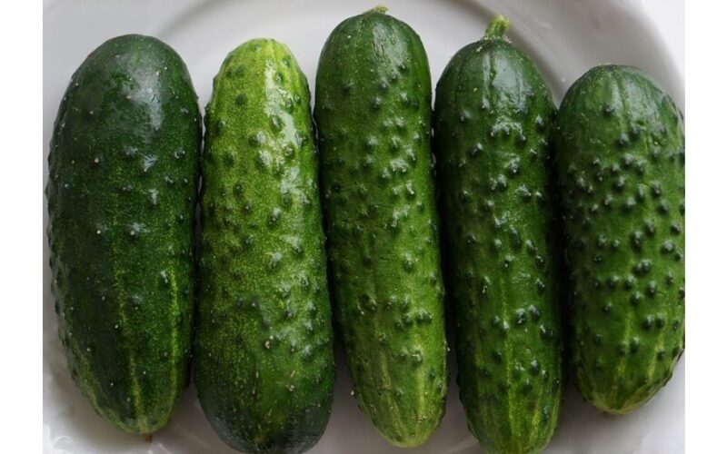 augalai pasodinti tik lietui lyjant