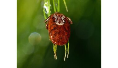 augalai, kurie pritraukia erkes