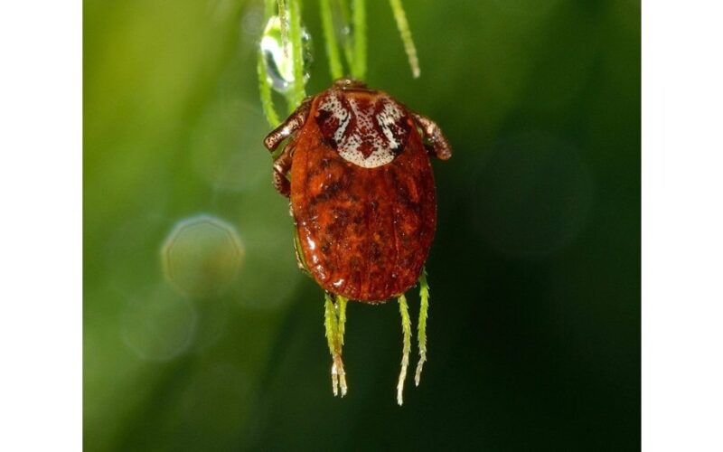 augalai, kurie pritraukia erkes